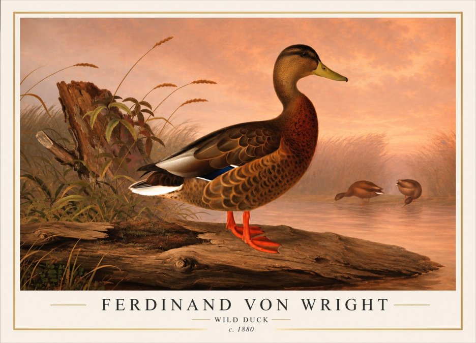 Ferdinand von Wright Wild Duck No1 - Juliste