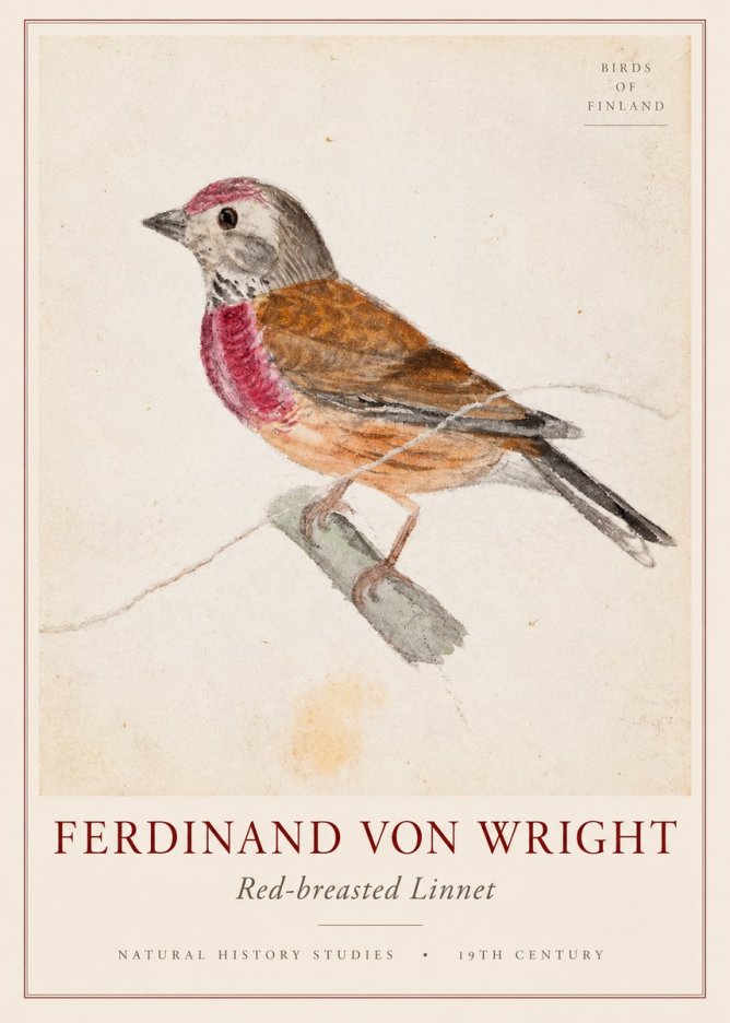 Ferdinand von Wright Bird Study No3 - Juliste