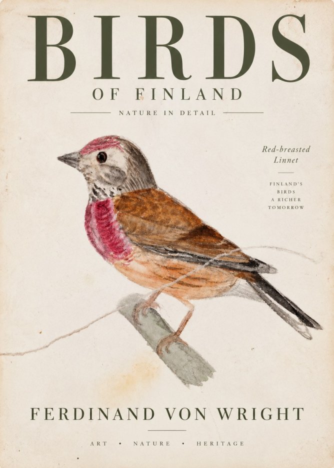 Ferdinand von Wright Bird Study No4 - Juliste