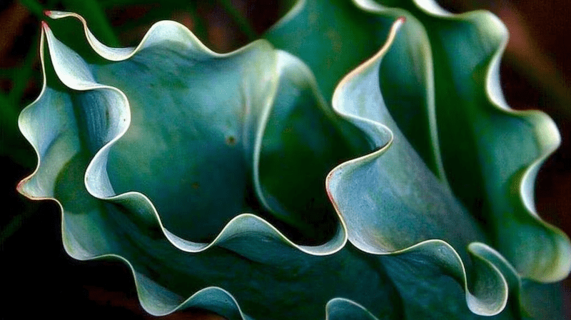 Uploaded
wallpaper