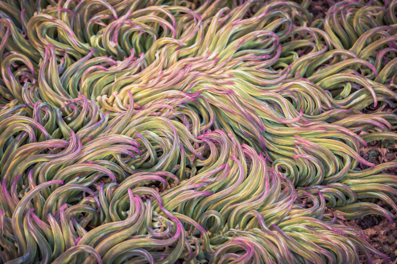 Uploaded
wallpaper