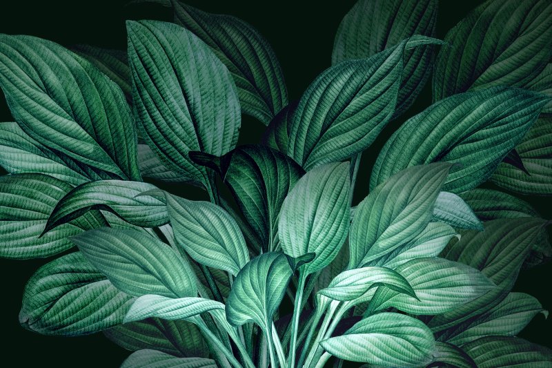 Uploaded
wallpaper
