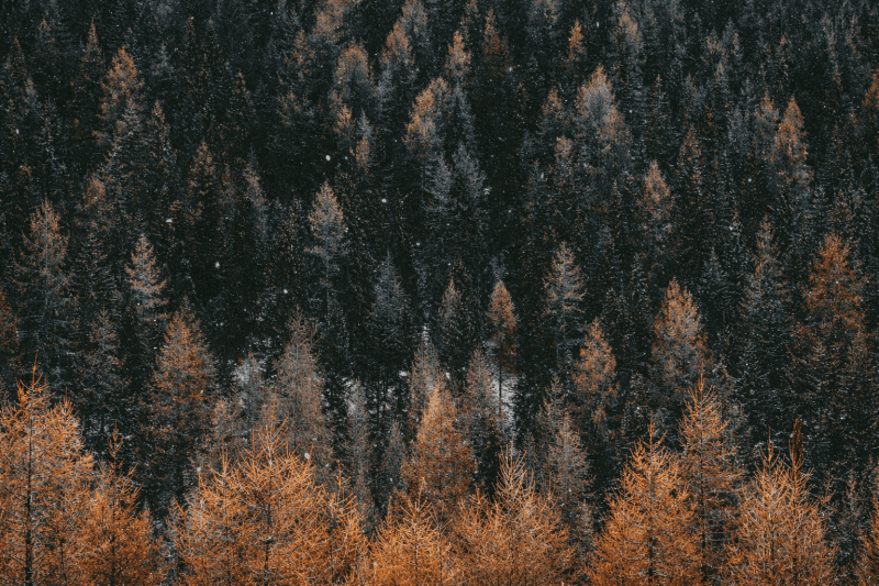 Uploaded
wallpaper