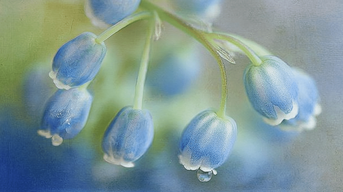 Cerulean Drops
