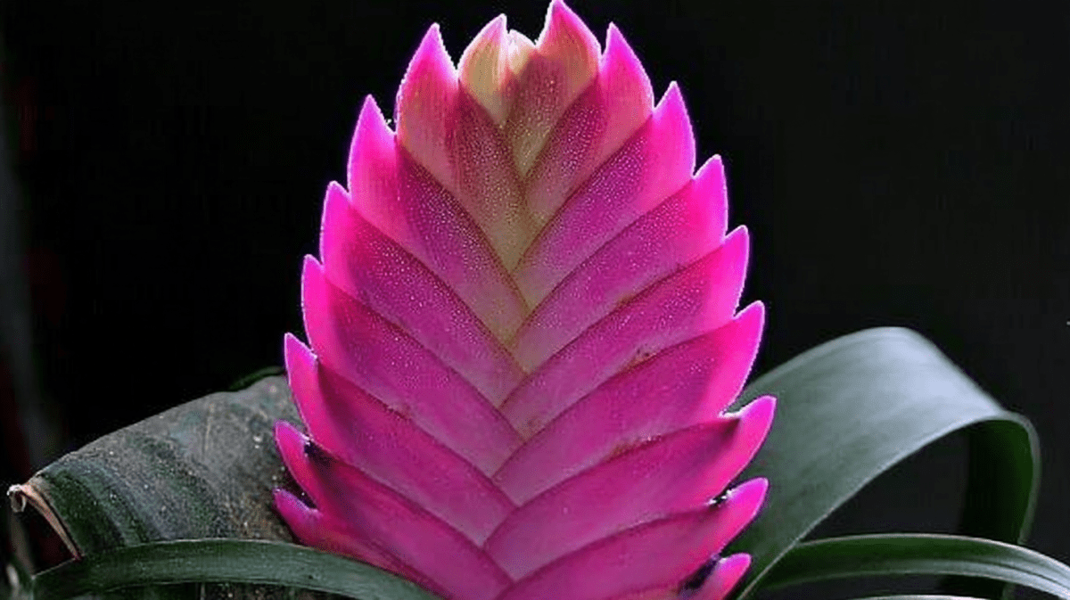 Tropical Pinnacle