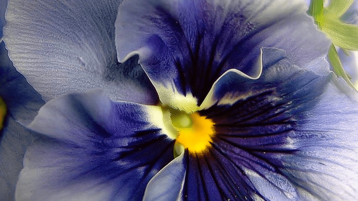 Petal Vein Canvas