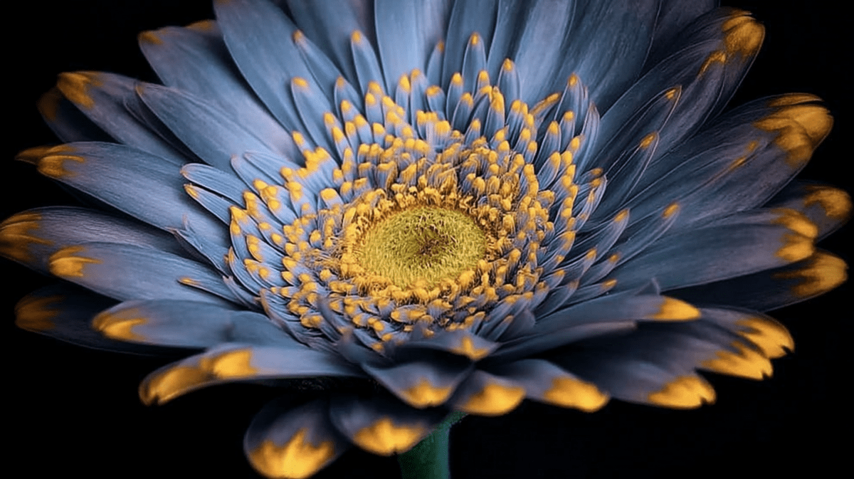 Midnight Dune Blossom