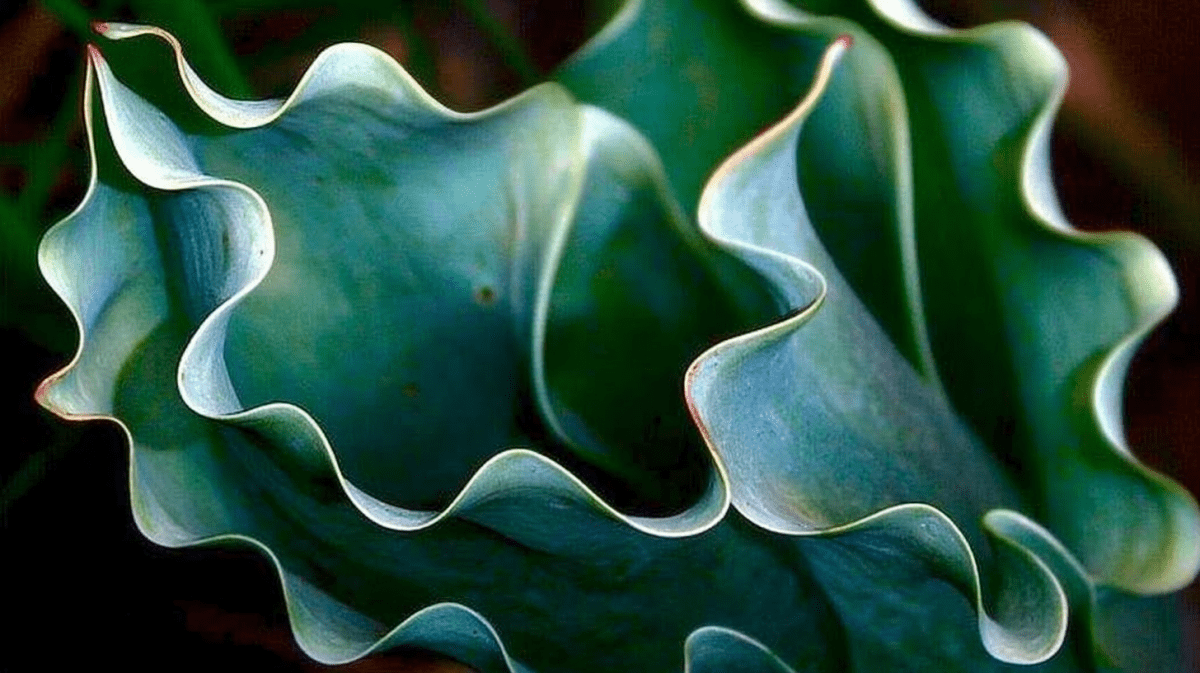 Ruffled Oasis