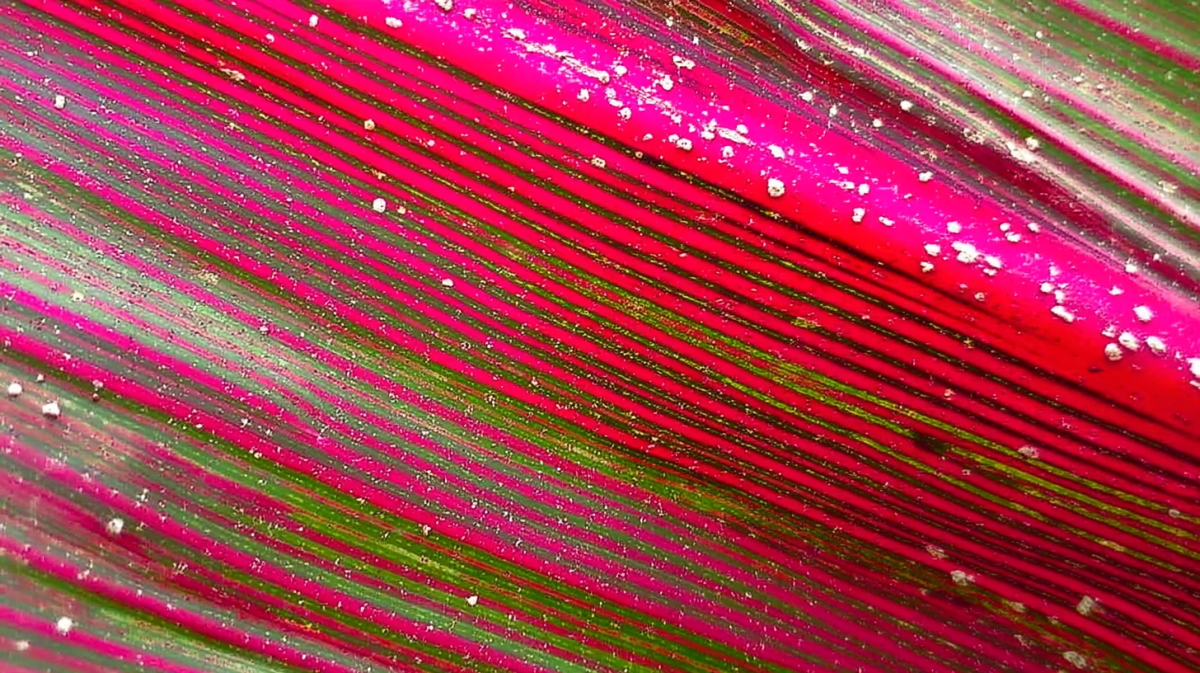 Radial Ink Streaks