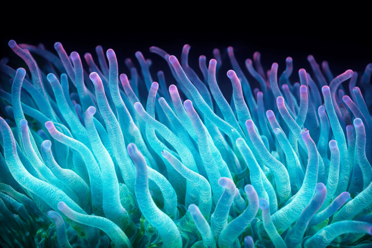 Coral Reefs Tundra