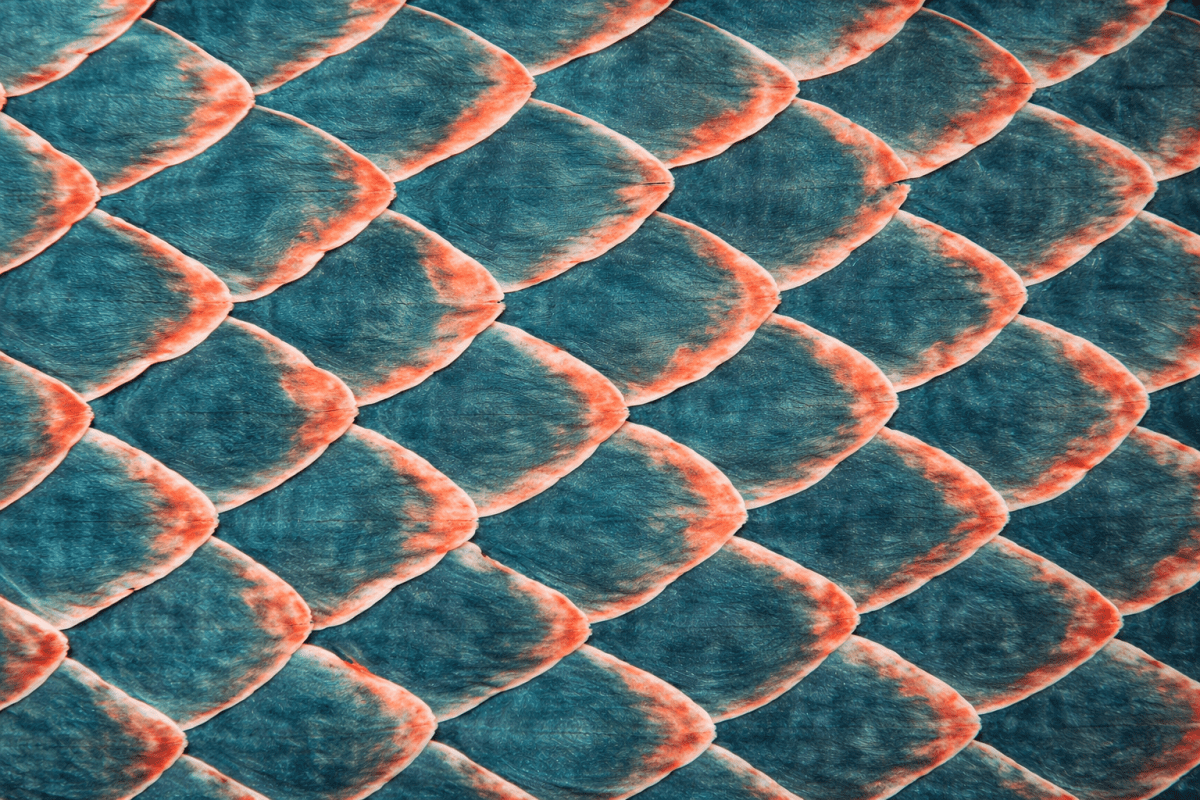 Scales In Twilight