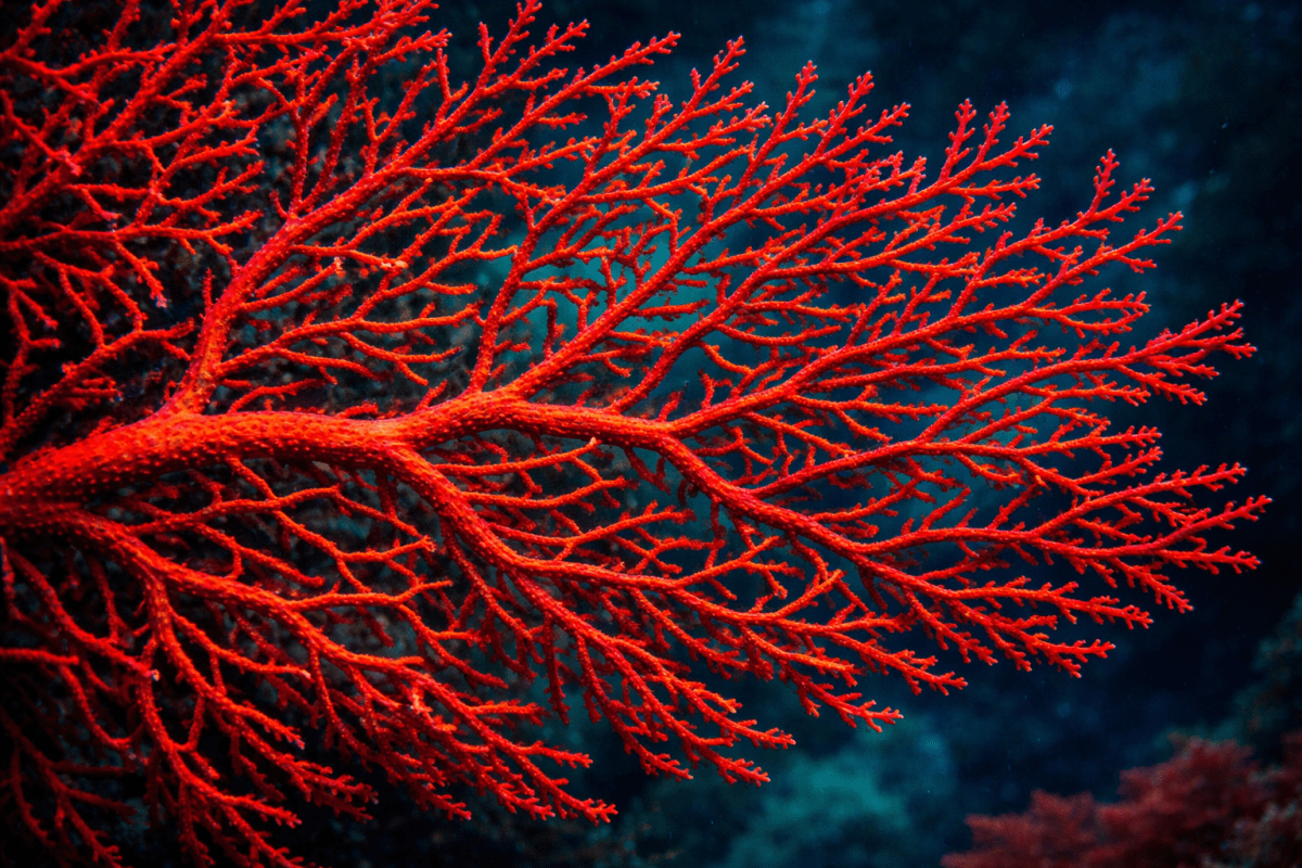 Crimson Filament
