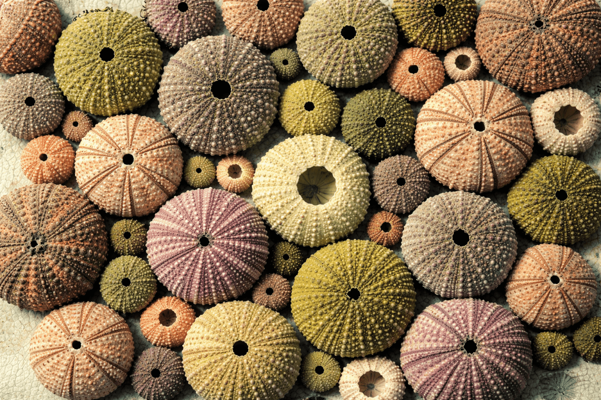 Tidal Shells Mosaic