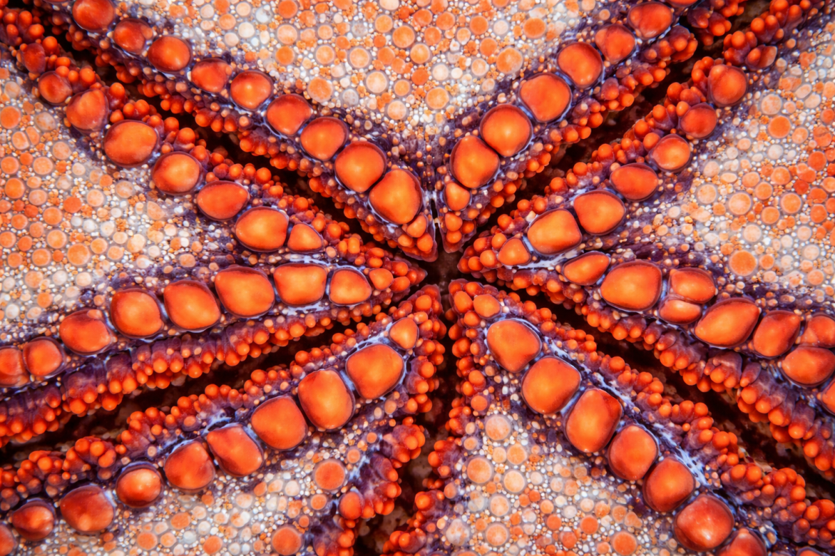 Octopus Mosaic