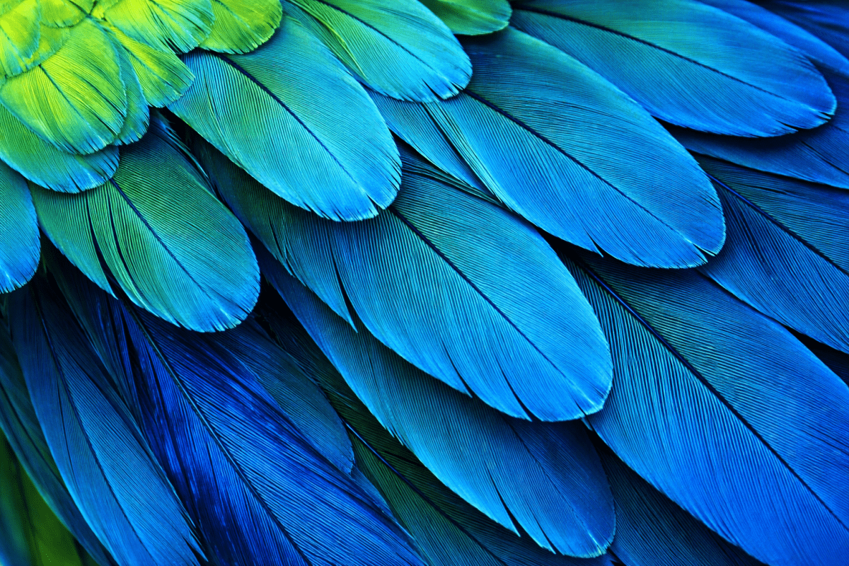 Feathered Veil