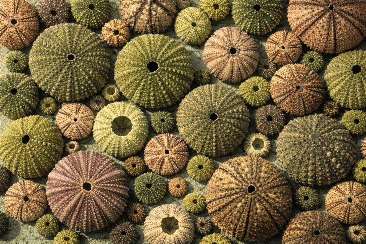 Lipid Mural
