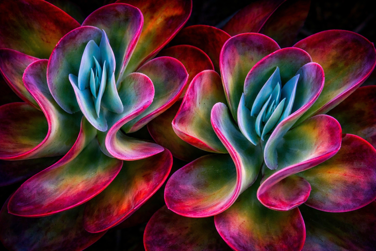 Vibrant Succulent Veil