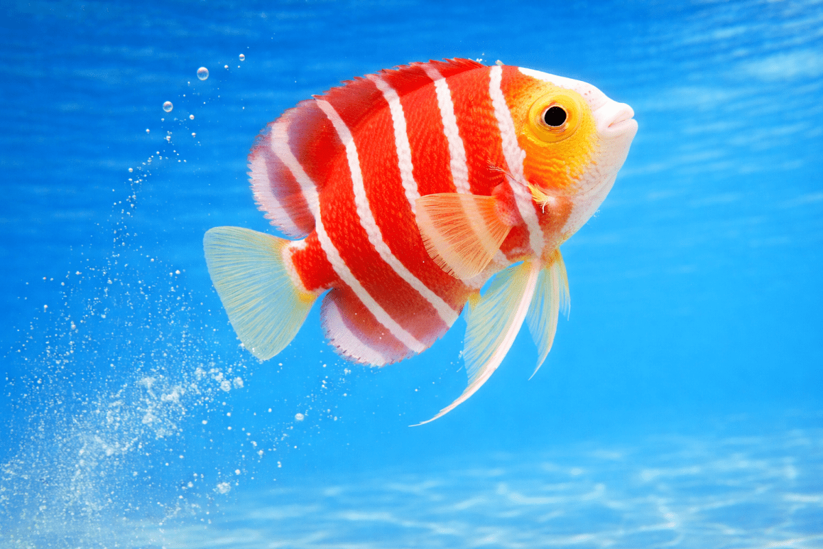 Tropical Marine Stripes