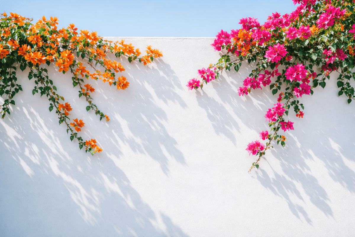 Bougainvillea Cascade