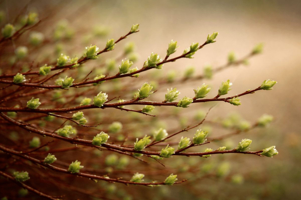 Verdant Whisper