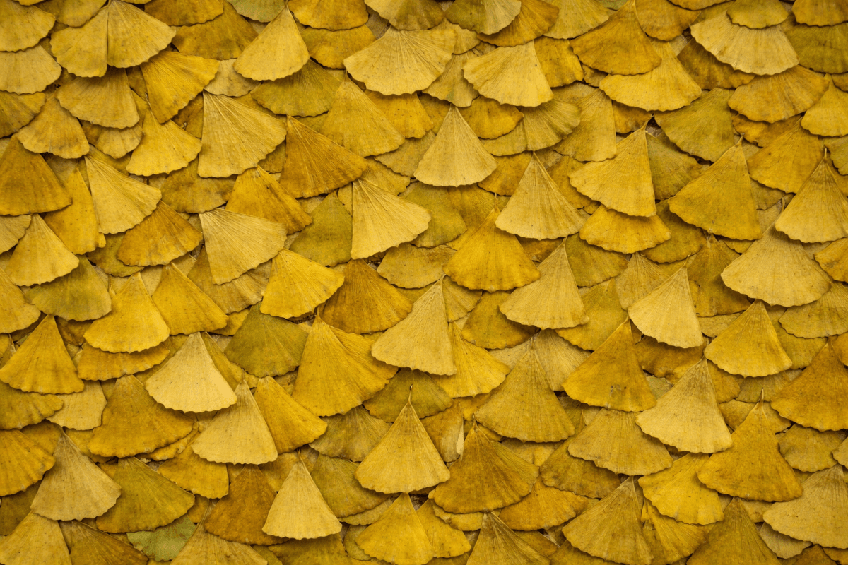 Ginkgo Mosaic