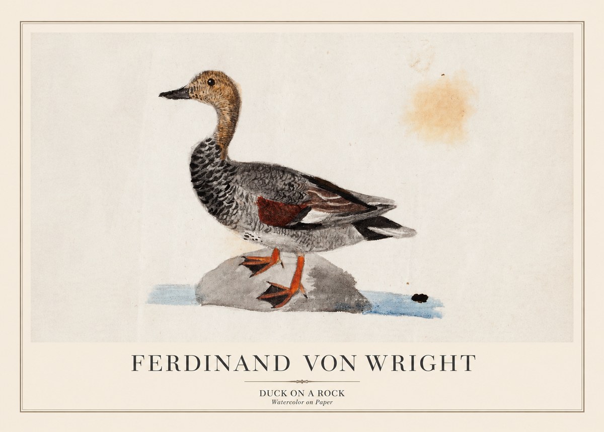Ferdinand von Wright Duck on a Rock No1 - Juliste