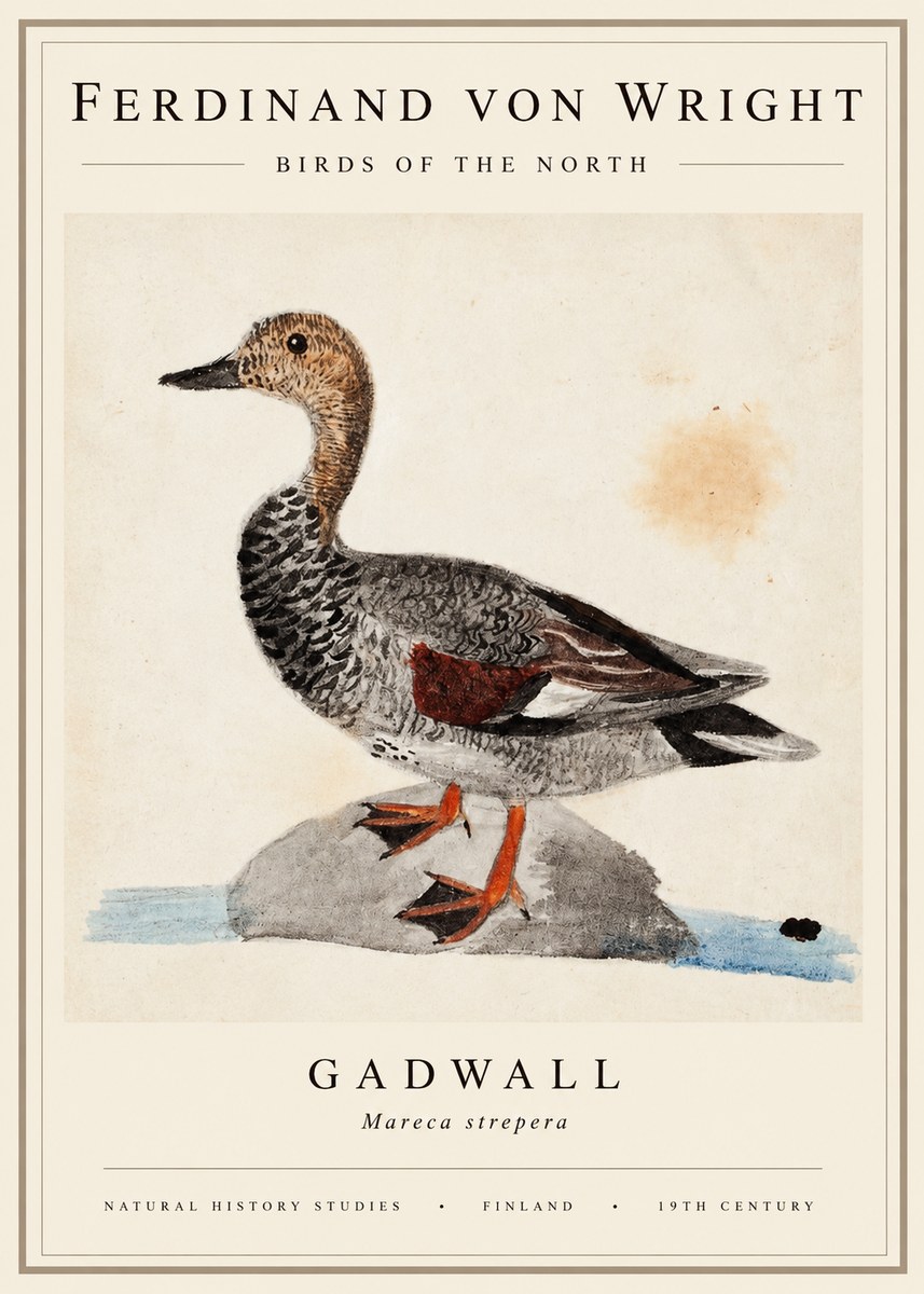 Ferdinand von Wright Duck on a Rock No3 - Juliste