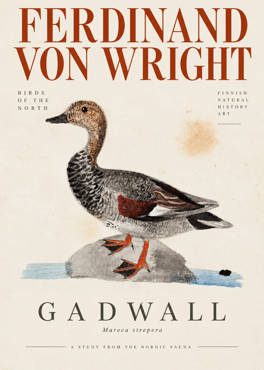 Ferdinand von Wright Duck on a Rock No4 - Juliste