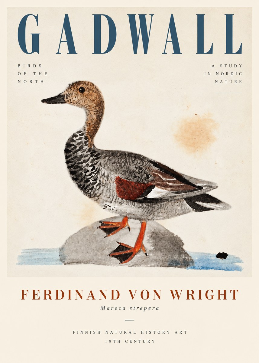Ferdinand von Wright Duck on a Rock No5 - Juliste