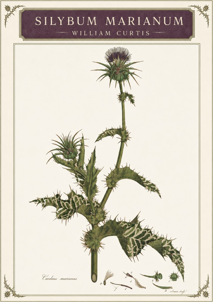 William Curtis Silybum Marianum No3 - Juliste