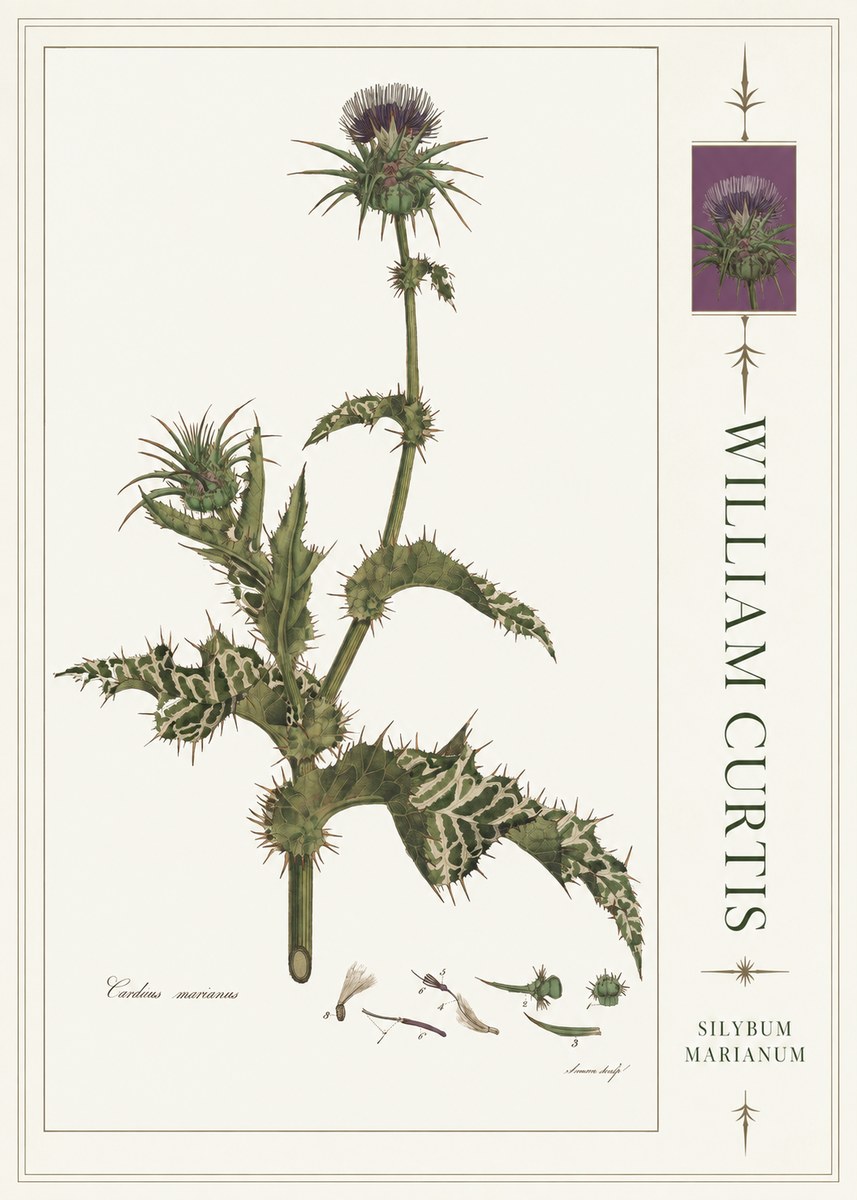 William Curtis Silybum Marianum No4 - Juliste
