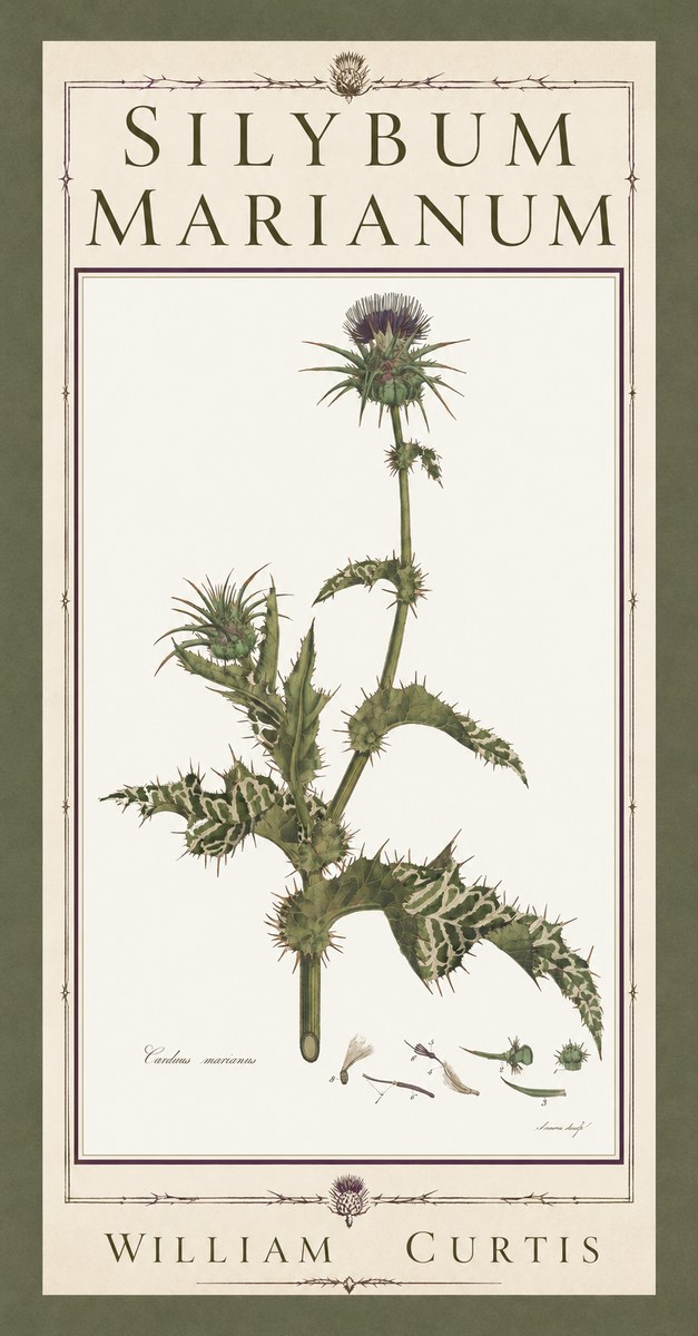 William Curtis Silybum Marianum No5 - Juliste