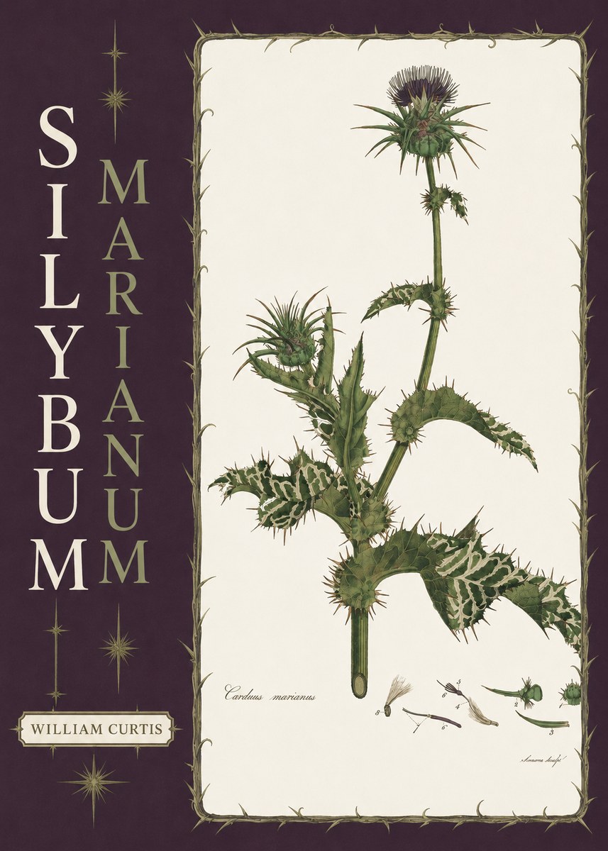 William Curtis Silybum Marianum No6 - Juliste