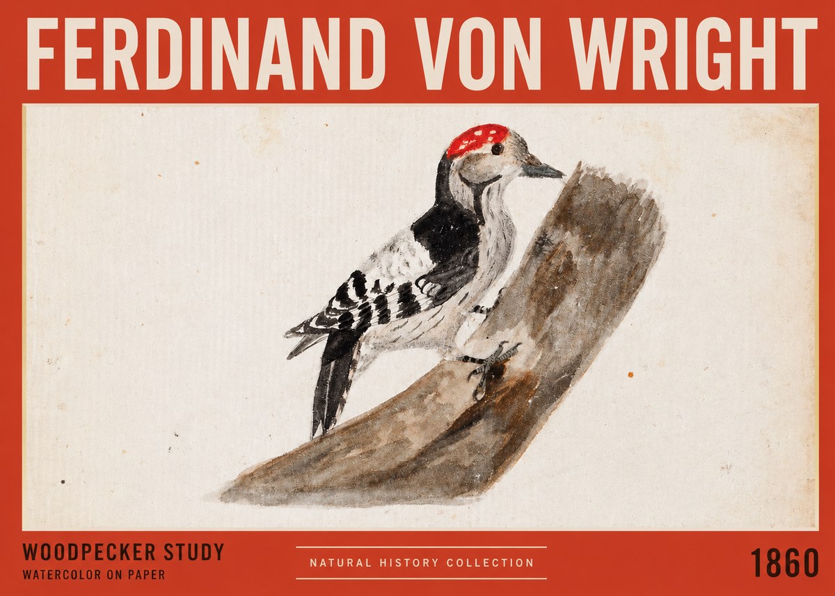 Ferdinand von Wright Woodpecker Study No2 - Juliste