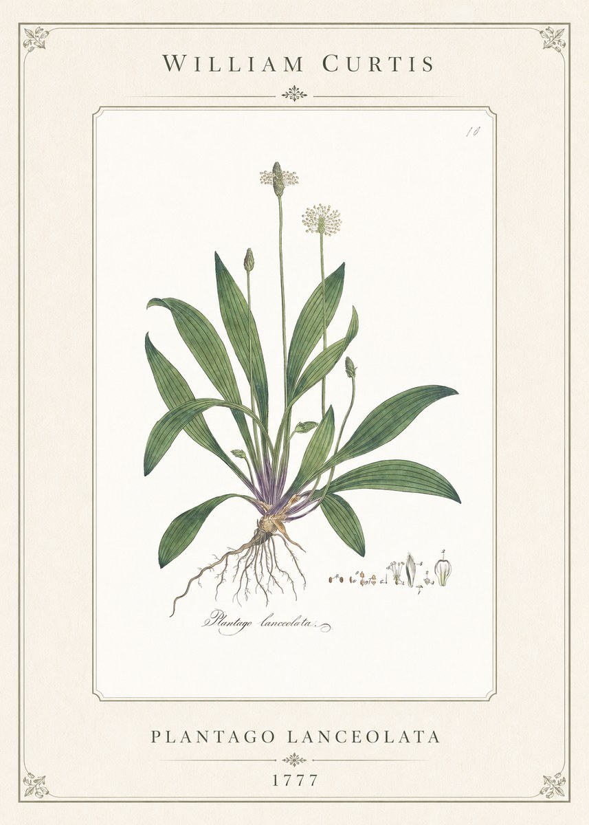 William Curtis Plantago Lanceolata I No1 - Juliste