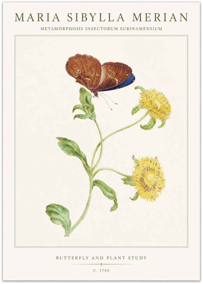 Maria Sibylla Merian Butterfly and Plant Study No1 - Juliste