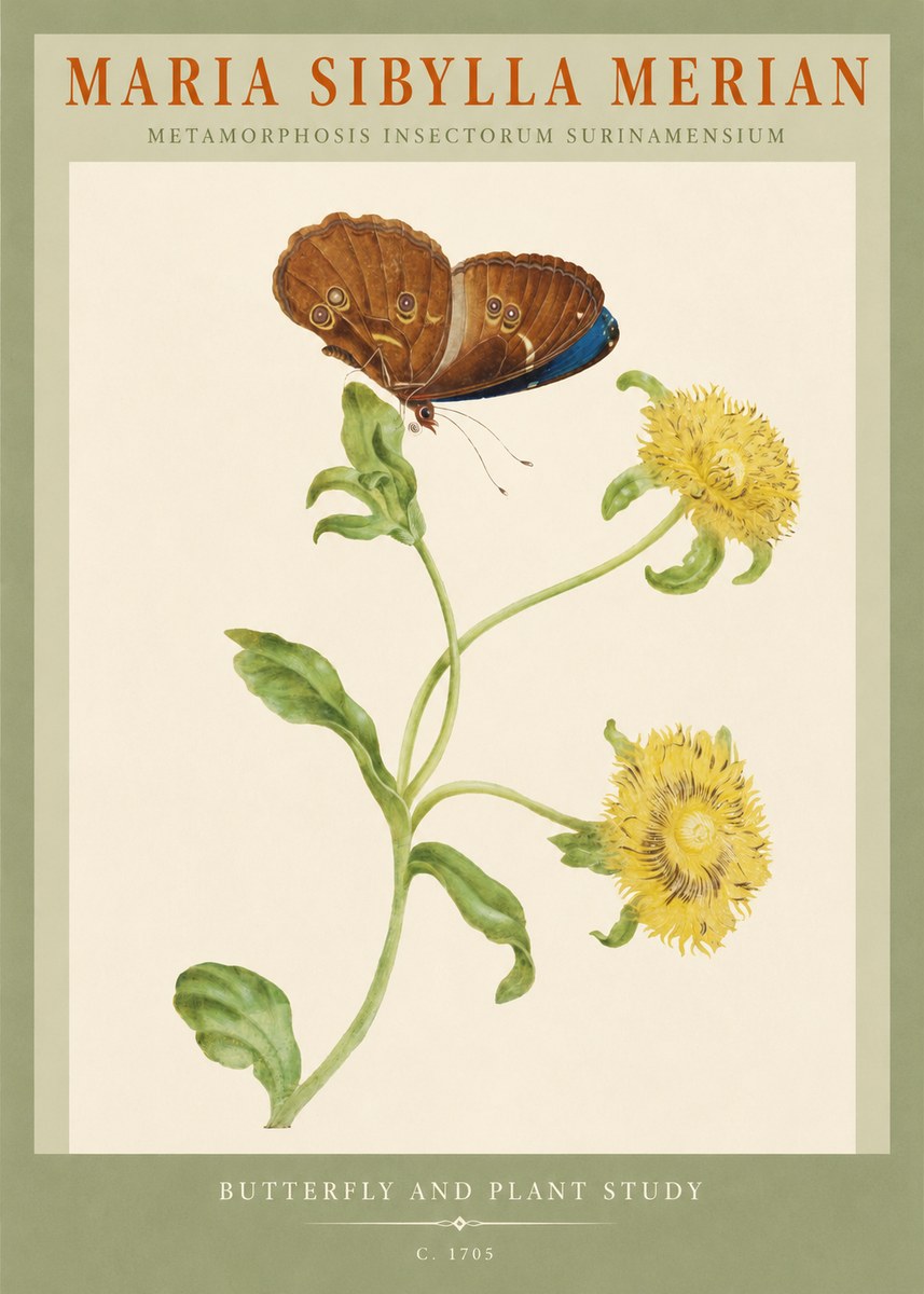 Maria Sibylla Merian Butterfly and Plant Study No2 - Juliste
