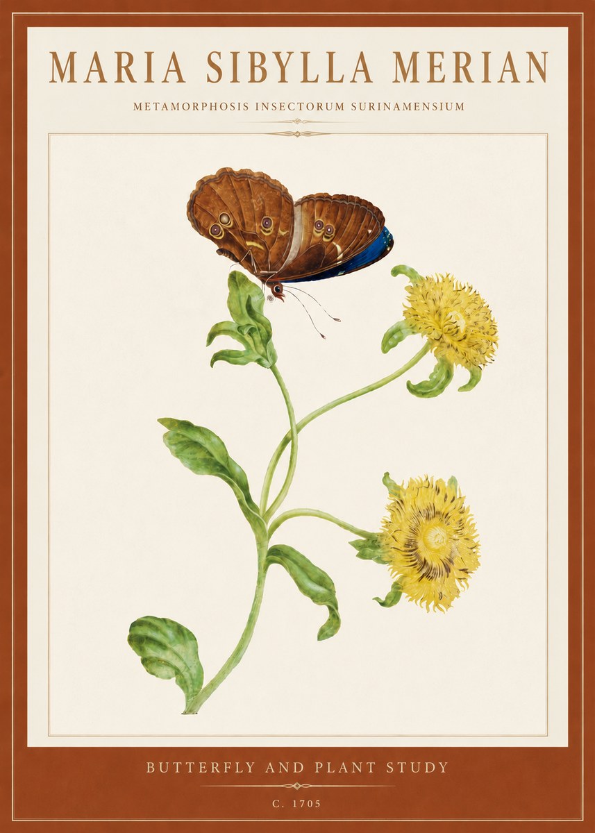Maria Sibylla Merian Butterfly and Plant Study No5 - Juliste