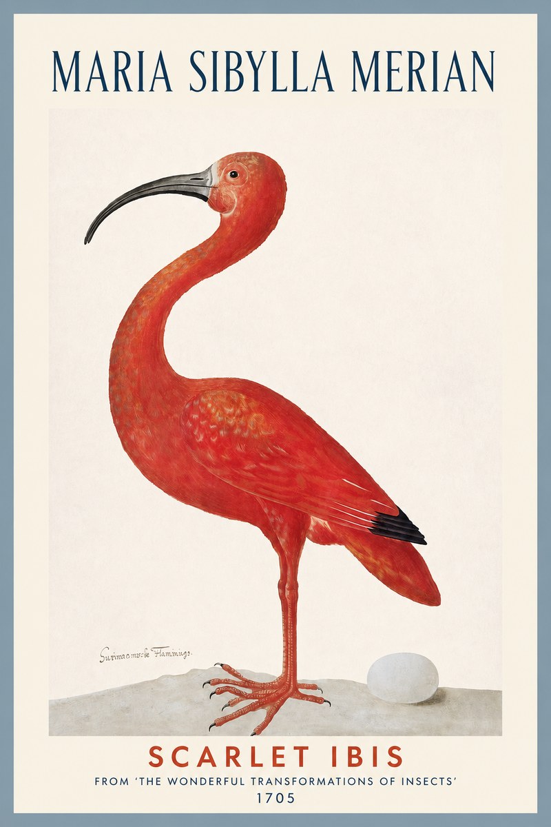 Maria Sibylla Merian Scarlet Ibis No2 - Juliste