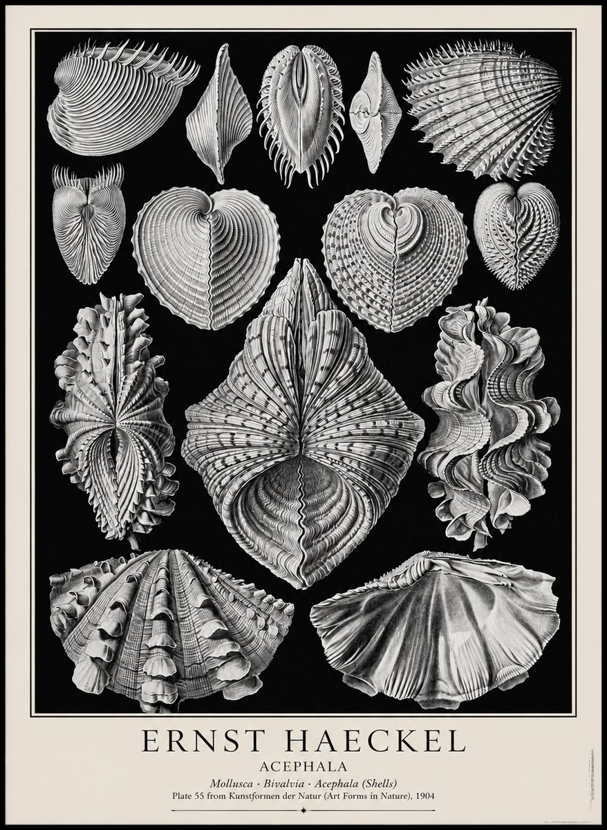 Ernst Haeckel Acephala — Brachiopods Plate 55 — Cytherea. No4 - Juliste