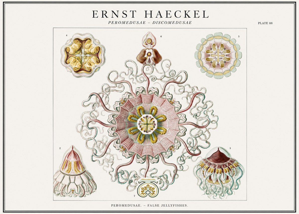 Ernst Haeckel Peromedusae – Discomedusae No1 - Juliste