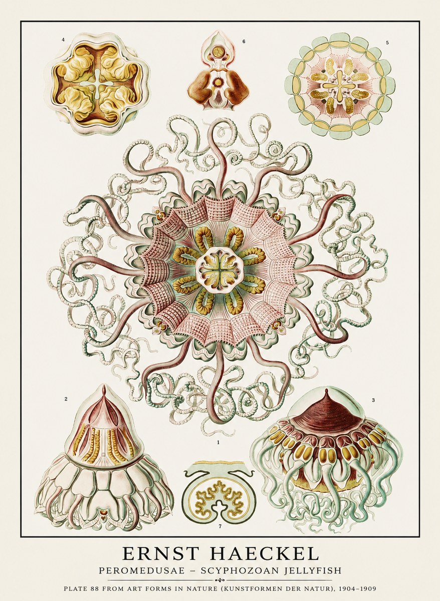 Ernst Haeckel Peromedusae – Discomedusae No3 - Juliste