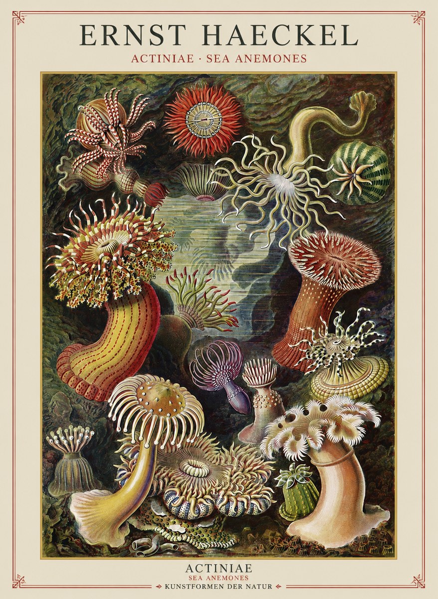 Ernst Haeckel Sea Anemones No2 - Juliste