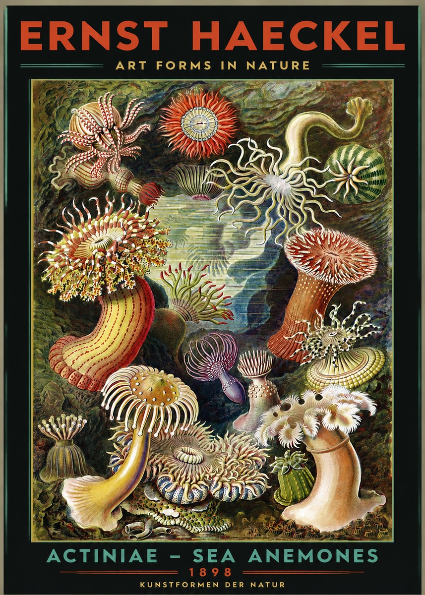 Ernst Haeckel Sea Anemones No3 - Juliste