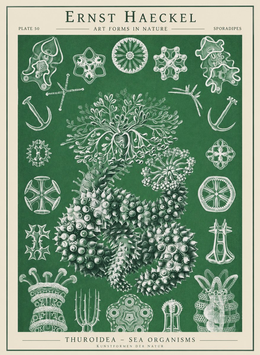 Ernst Haeckel Thuroidea - Sea Organisms No1 - Juliste
