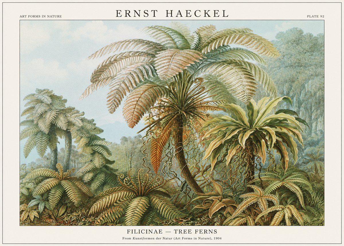 Ernst Haeckel Filicinae – Tree Ferns No1 - Juliste