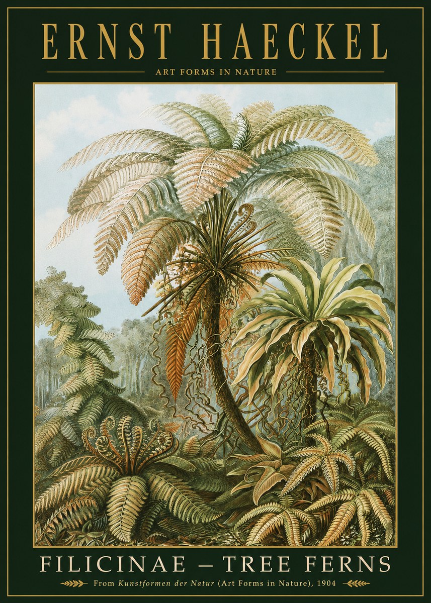 Ernst Haeckel Filicinae – Tree Ferns No2 - Juliste