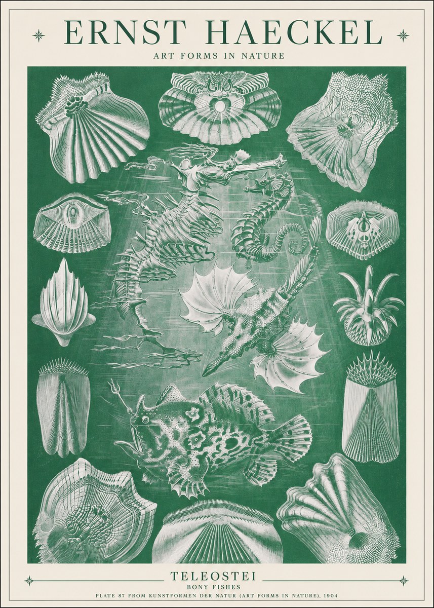 Ernst Haeckel Teleostei - Bony Fishes No1 - Juliste