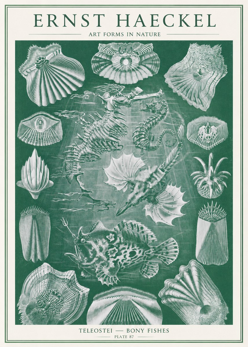 Ernst Haeckel Teleostei - Bony Fishes No2 - Juliste