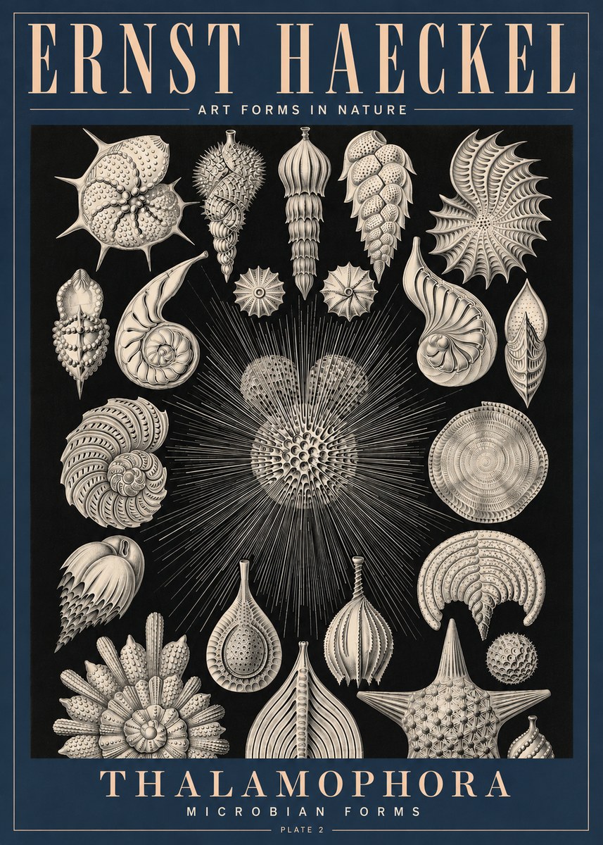 Ernst Haeckel Thalamophora - Microbian Forms - Plate 2 No4 - Juliste